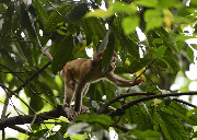 Обезьяны национального парка Чжанцзяцзе